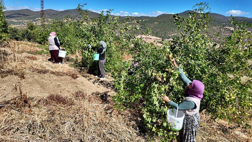 Kilosu 125 TL: Hem tok tutuyor, hem bağışıklığı güçlendiriyor! 2
